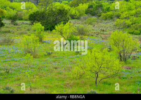 Frühling Laub auf Mesquite Bäume mit blühen Kornblumen, Llano County, Texas, USA Stockfoto