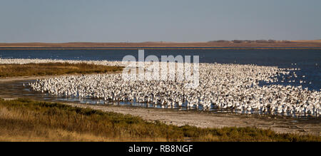 Tausende von Schnee Gänse Line Küstenlinie am Schilf See (direkt neben dem TransCanada Highway) in der Nähe von Morse im südlichen Saskatchewan, Kanada. Stockfoto