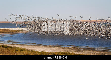 Schnee Gänse Flug nehmen auf Reed Lake (rechts neben TransCanada Highway) in der Nähe von Morse im südlichen Saskatchewan, Kanada. Stockfoto