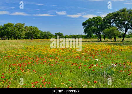 Wildblumenwiese, Llano County, Texas, USA Stockfoto