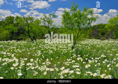 Wildblumen entlang der Kunst Hedwigs Hill Road, Mason County, Texas, USA Stockfoto