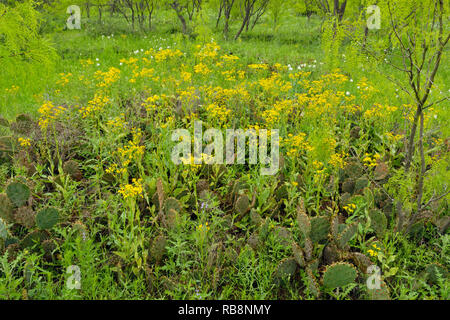 Weide mit Wildblumenwiese, Llano County CR 310, Texas, USA Stockfoto