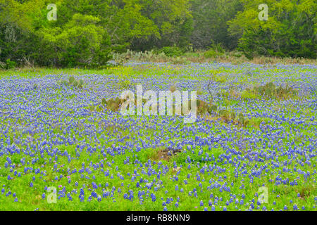 Blühende Texas Bluebonnets und Eichen, Blanco County, Texas, USA Stockfoto