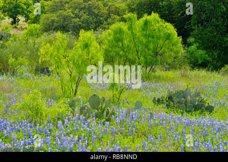 Texas Bluebonnets, Feigenkakteen und Mesquite entlang Hwy 71, Llano County, Texas, USA Stockfoto