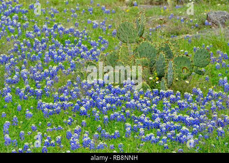 Texas bluebonnets und Feigenkakteen, Pimpinelle, Texas, USA Stockfoto