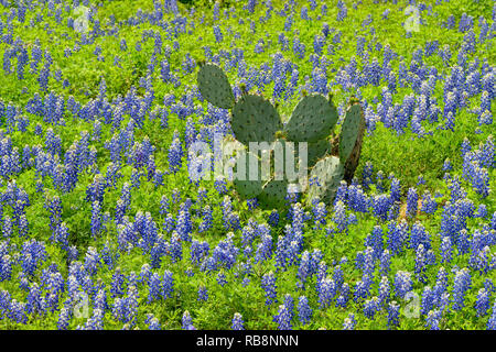 Texas bluebonnets und Feigenkakteen, Llano County CR310, Texas, USA Stockfoto