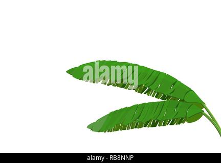 Hell Grün Blatt banana Palm. Tropische Atmosphäre. Bunte grafik Design für Print-, Bild- oder Postkarte. Abbildung Stock Vektor