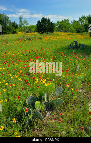 Wildblumenwiese, Llano County, Texas, USA Stockfoto