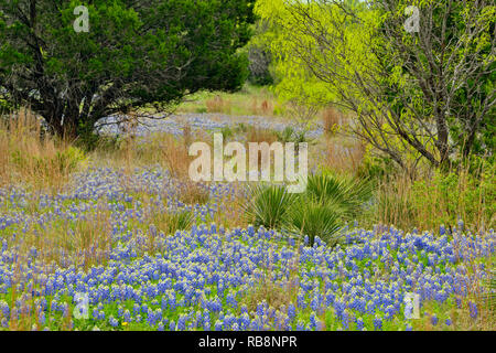 Texas Bluebonnets in einem Feld mit Frühjahr Bäume, Burnet County, Texas, USA Stockfoto