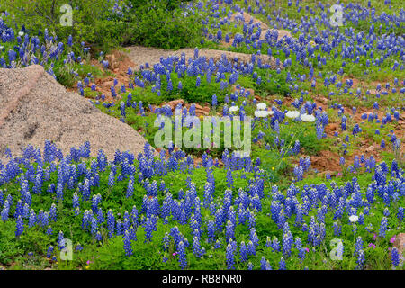 Bluebonnets und Felsen rund um Coal Creek, Willow City Loop, Gillespie County, Texas, USA Stockfoto