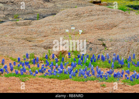 Bluebonnets und Felsen rund um Coal Creek, Willow City Loop, Gillespie County, Texas, USA Stockfoto