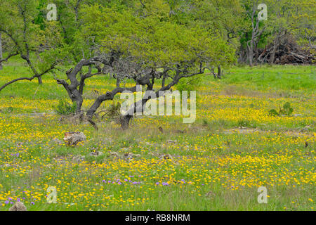 Gänseblümchen und Prairie eisenkraut an einer Eiche Savanne, runder Berg, Texas, USA Stockfoto