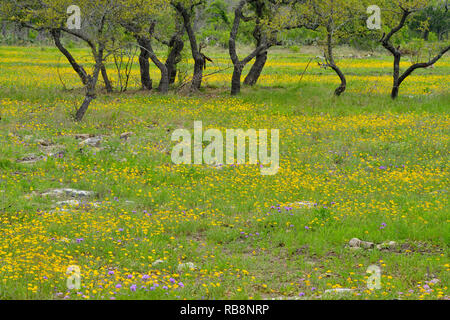 Gänseblümchen und Prairie eisenkraut an einer Eiche Savanne, runder Berg, Texas, USA Stockfoto