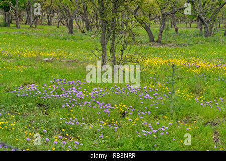 Gänseblümchen und Prairie eisenkraut an einer Eiche Savanne, runder Berg, Texas, USA Stockfoto