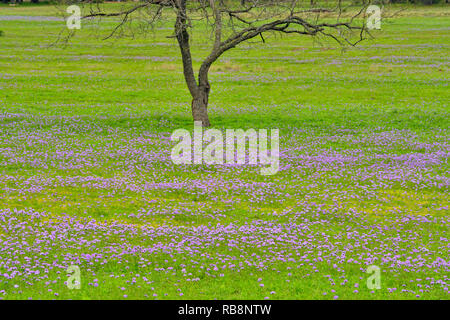 Texas Wildblumen in voller Blüte - prairie Eisenkraut, Kendalia, Texas, USA Stockfoto