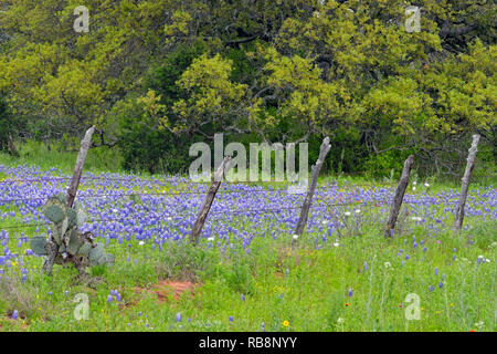 Texas bluebonnets in der Nähe von einem Land, Zaun, Gillespie County, Texas, USA Stockfoto