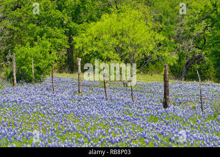 Texas bluebonnets in der Nähe von einem Land, Zaun, Llano County CR310, Texas, USA Stockfoto