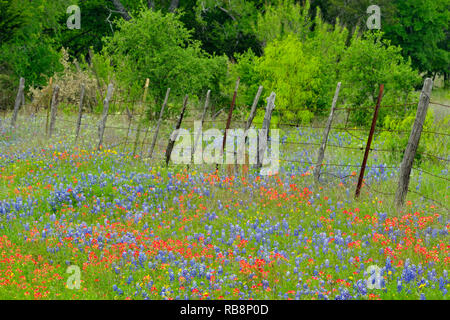 Am Straßenrand Wildblumen in voller Blüte, Burnett County, Texas, USA Stockfoto