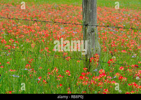 Am Straßenrand Wildblumen im Frühling, Bastrop County, Texas, USA Stockfoto