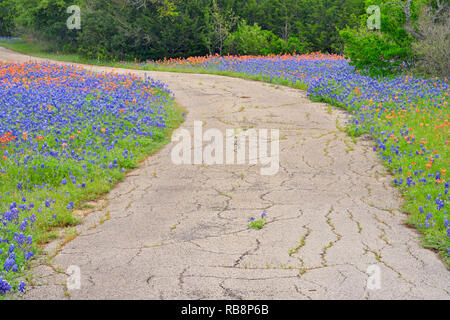 Spring wildflowers - Texas Pinsel und Bluebonnets auf eine Wohn-, Austin, Texas, USA Stockfoto