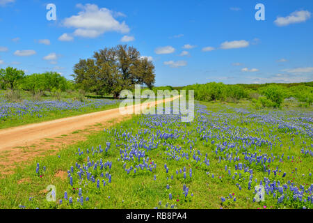 Am Straßenrand Wildblumen entlang Threadgill Creek Road mit Texas Bluebonnets, Mason County, Texas, USA Stockfoto