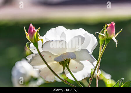 Weiße Rose Blüte mit rosa Blüten, die Hintergrundbeleuchtung auf unscharfen Hintergrund closeup Stockfoto