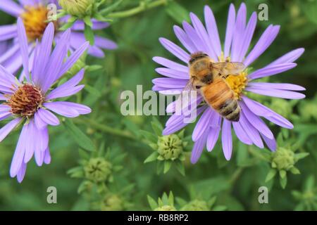 Nahaufnahme einer Biene auf einer Blume lila Aster. Stockfoto