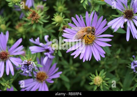Nahaufnahme einer Biene auf einer Blume lila Aster Stockfoto