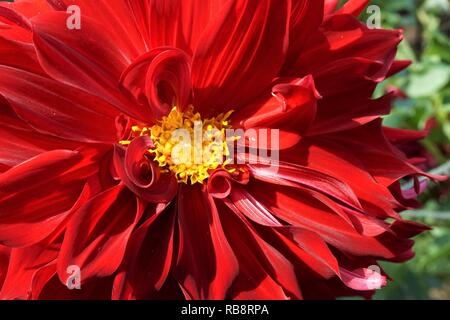 Rote Dahlie Blüte mit einem gelben Center Stockfoto