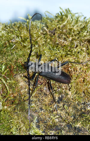 Longhorn beetle (Cerambyx Cerdo). Einer der größten Käfer Europas. Stockfoto