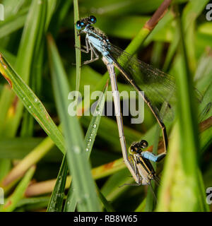 Common Bluetail Damselfly, wissenschaftlicher Name Ischnura heterosticta ist der Paarung am frühen Morgen auf dem Rasen, von oben nach unten ansehen und fast wie damselfly ist do Stockfoto