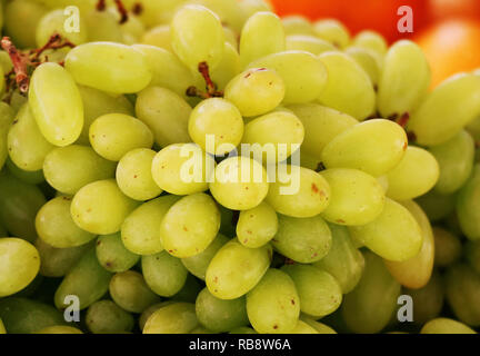 Trauben zur Herstellung von Wein, Marmelade, Saft, Gelee, Traubenkernextrakt, Rosinen, Essig Stockfoto