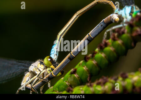 Common Bluetail Damselfly, wissenschaftlicher Name Ischnura heterosticta Paaren auf einem Zweig mit einem schönen grünen Hintergrund ist sie pop Stockfoto