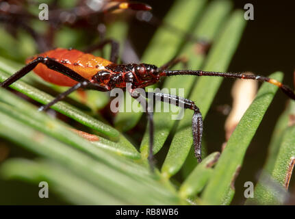 Orange und Schwarz Milkweed Assassin Bug nach rechts gerichteter, sitzen auf einer Anlage mit Ihrer Antenne nach oben Stockfoto