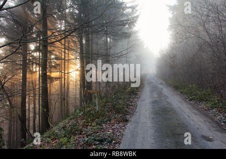 Wald im Nebel bei Sonnenaufgang Stockfoto