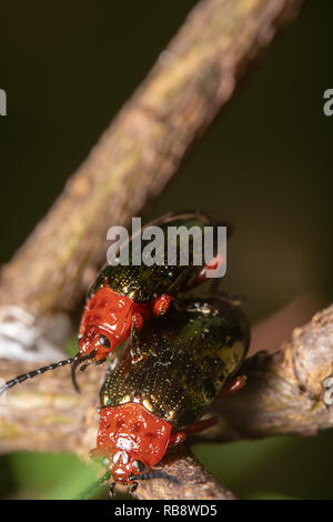 Orange/Rot Blau Schmal necked Blatt Käfer Paarung auf einem Zweig einer Pflanze. Leaf beetle Hitchin a ride Stockfoto