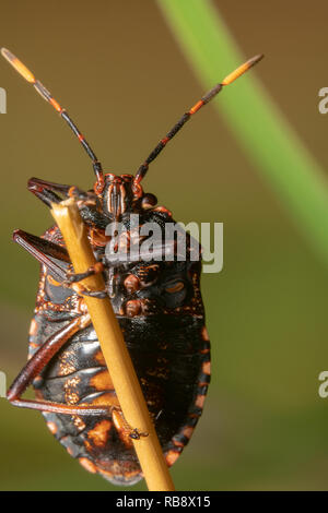 Gemeinsame Gum Tree shield Bug auch als Stinken Bug auf einen Stick mit bunten Hintergrund bekannt, links ausgerichtet Stockfoto