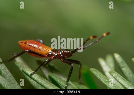 Milkweed-Assassin - Käfer, Insekten predator Schuß von der Seite mit schönen grünen Hintergrund Stockfoto