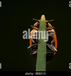 Orange mit schwarzem Punkt Marienkäfer Wandern auf bis auf eine Pflanze, sieht fast aus wie eine Spiegelung auf einer schönen schwarzen Hintergrund Stockfoto