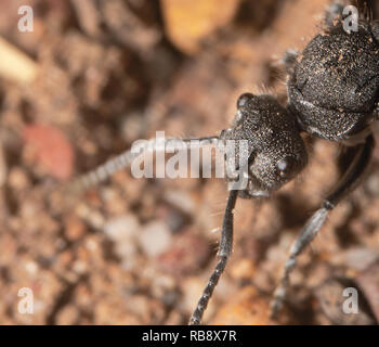 Schwarze Ameise, Tischler-ant, Kopf, Kopf aus der Ecke Stockfoto