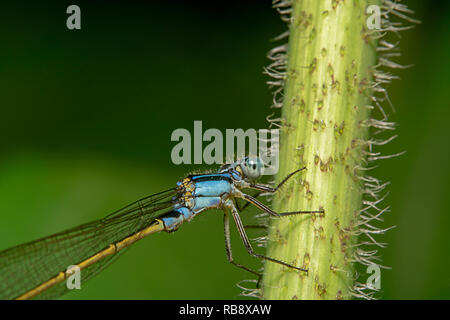 Common Bluetail Damselfly, wissenschaftlicher Name Ischnura heterosticta mit grünem Hintergrund Stockfoto