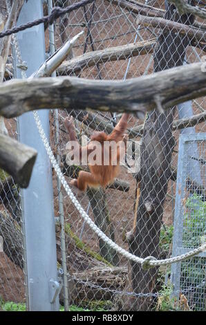 Bornesischen Orang-utan-Pongo pygmaeus Stockfoto