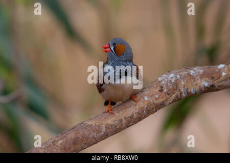 Ein schönes Foto von einer schönen Zebra Finch (Taeniopygia guttata) Stockfoto