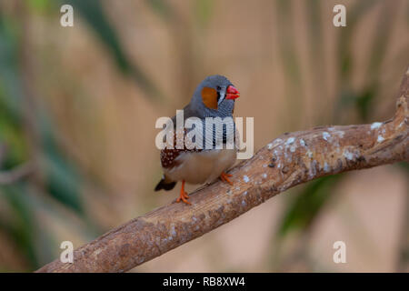 Ein schönes Foto von einer schönen Zebra Finch (Taeniopygia guttata) Stockfoto