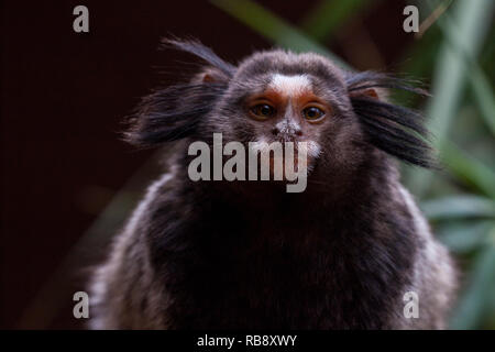 Ein schönes Foto von einem schwarzen-getuftete Marmosetten (Callithrix penicillata) Stockfoto