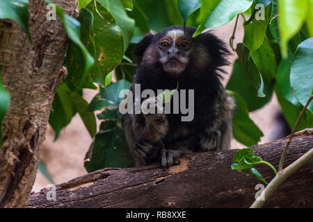 Ein schönes Foto von einem schwarzen-getuftete Marmosetten (Callithrix penicillata) Stockfoto