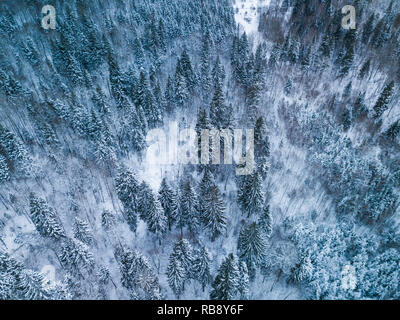 Hintergrund Textur eines gefrorenen Wald im Winter, Luftaufnahme Stockfoto