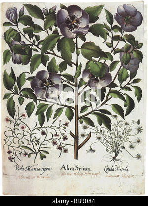 Blühende Pflanzen Stockfoto