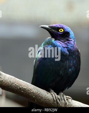 Lila glänzend Starling, Lamprotornis purpureus, sitzen auf einem Ast. Stockfoto