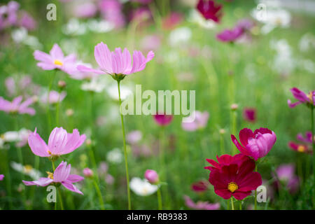 Rosa cosmos Blumen im Garten, Cosmos Bipinnatus Stockfoto